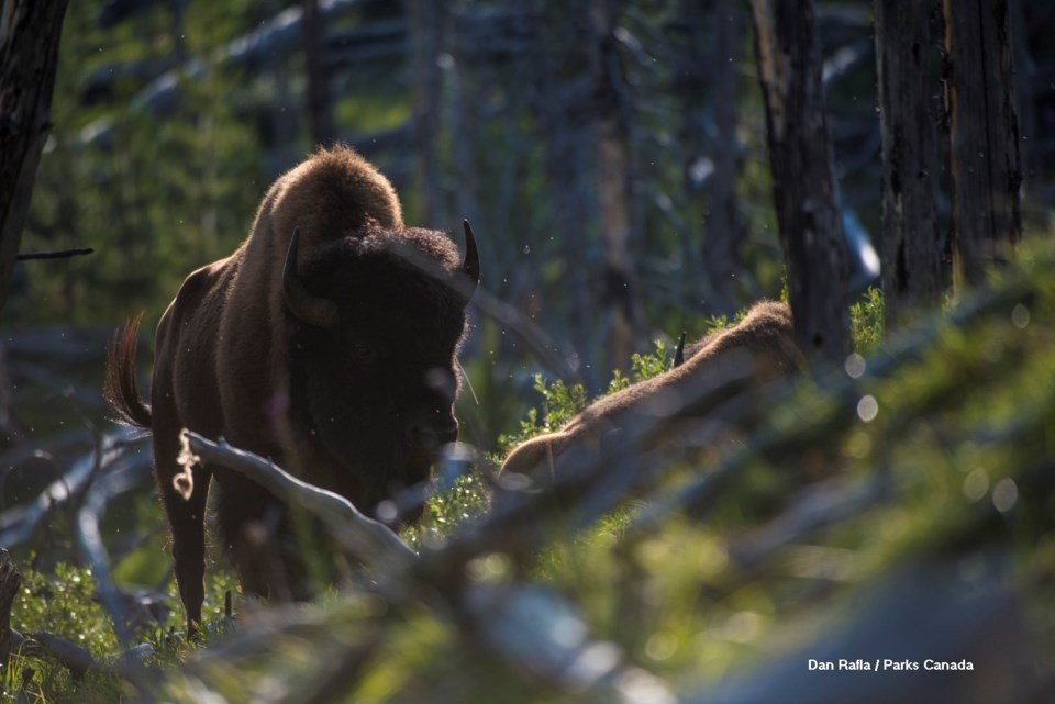 Bison Release Selects_20180728-_DSC1930_DRafla Photos_LOWRES