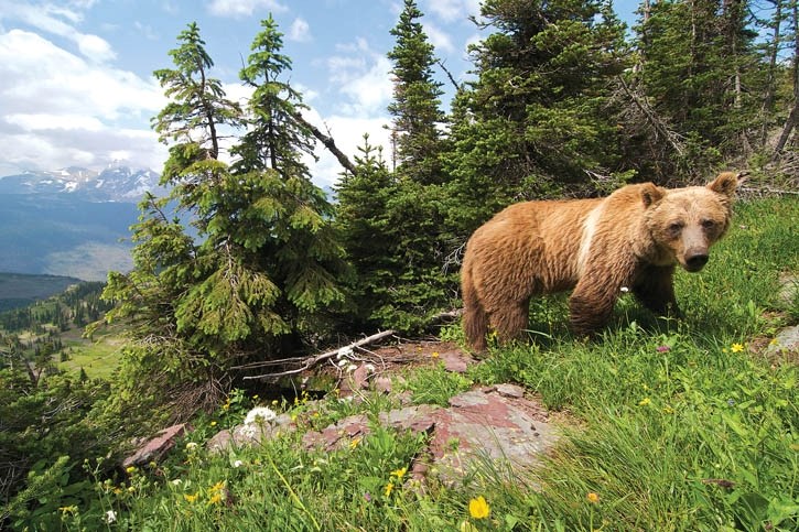 The Flathead Valley has the highest density of non-coastal grizzlies in North America.