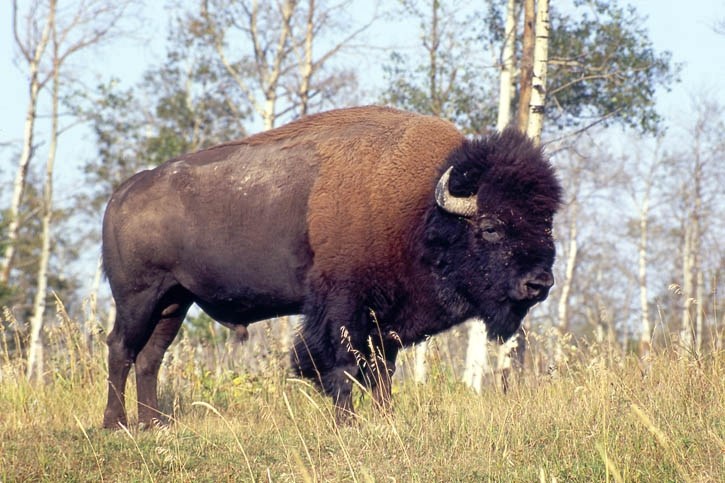 Plains bison bull at Elk Island National Park.