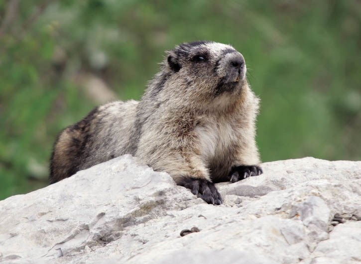 Pikas and marmots (pictured) are struggling to survive due to changes in snow cover in their habitat.