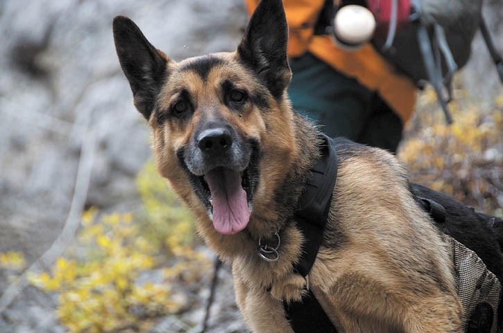 Atar, Parks Canada’s search and rescue dog, is retiring at the end of the month.