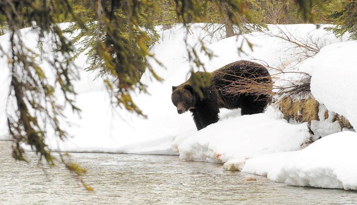 A large male grizzly is seen taking a drink from the Bow River near Castle Junction, April 1.