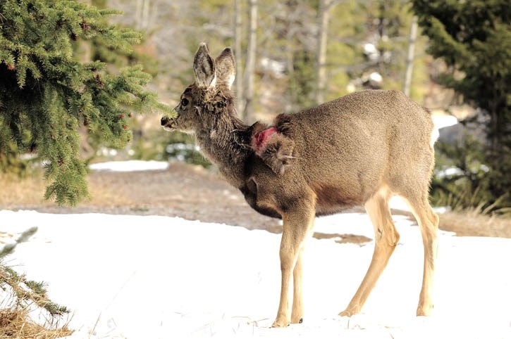 An injured mule deer bares wounds inflicted by dogs in Banff, Saturday (April 30).