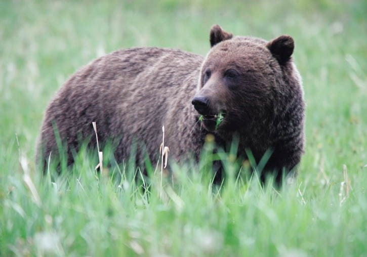 DNA technology is being used to work toward a population count for Banff National Park bears.