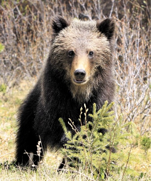 A grizzly cub, possibly one of two orphaned after their mother was struck and killed on the CP Railway line, grazes near Lake Louise Friday (June 3).