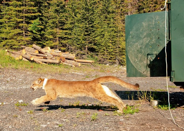 A cougar runs off quickly after being fitted with a radio collar and released Monday morning (June 27).