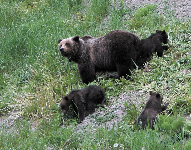 Grizzly bear number 64 grazes near Sunshine Village with her trio of young cubs.