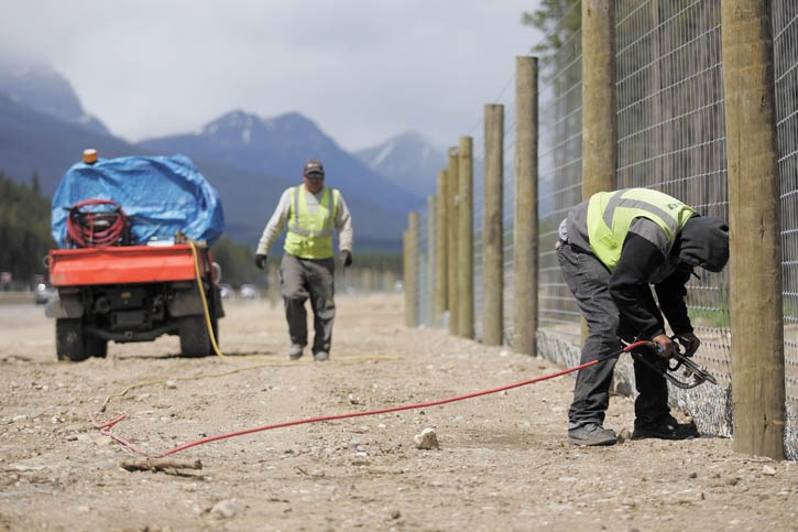 Fencing crew workers Arturo Garcia and Omar Rosas attach the wildlife fence to the buried apron along the Trans-Canada Highway near Castle Mountain this week.