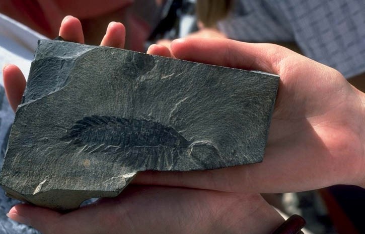 Fossils such as this were recovered by RCMP.
