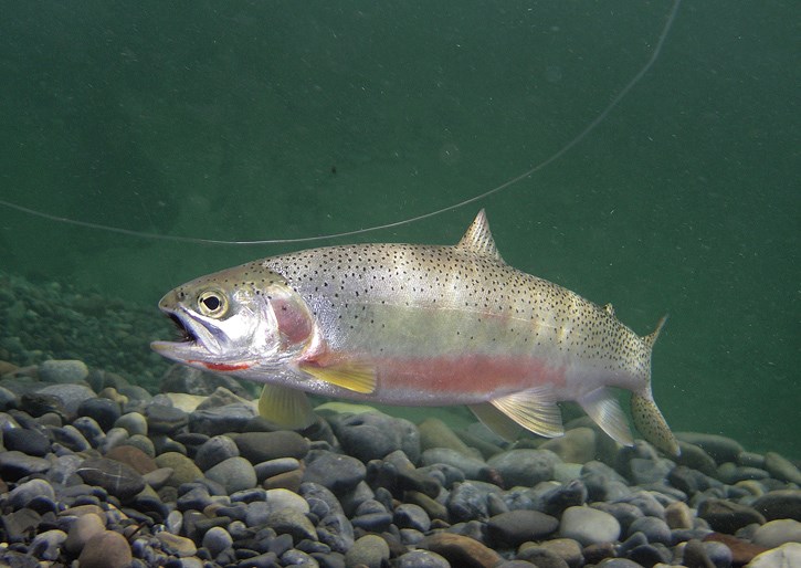 A westslope cutthroat trout