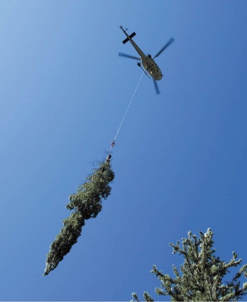 Helicopters were used to place trees in the Spray River to improve fish habitat.