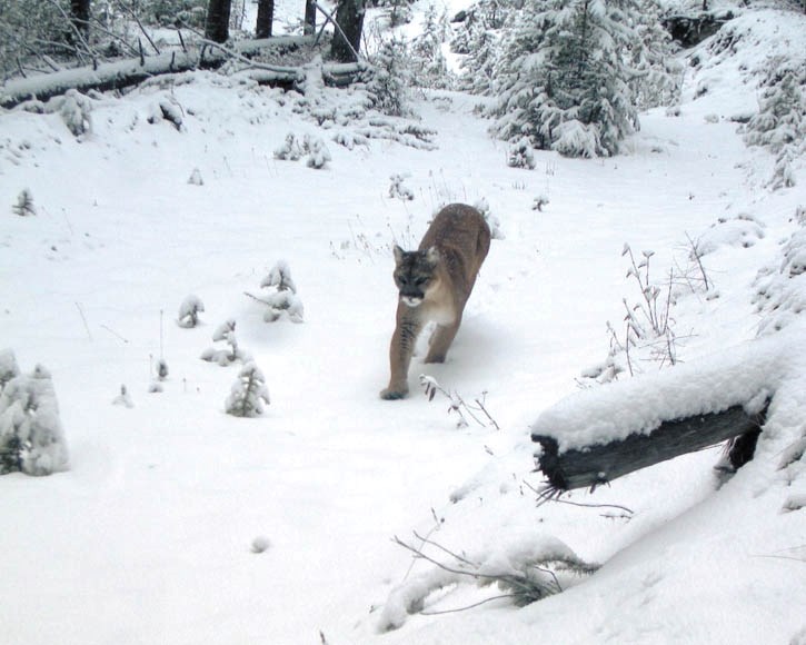 A cougar is captured by a remotely controlled camera as it passes through a wildlife corridor.