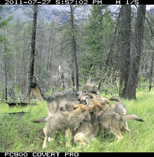 A remote camera captured this image of a wolf and her pups on the Fairholme benchlands in Banff National Park.