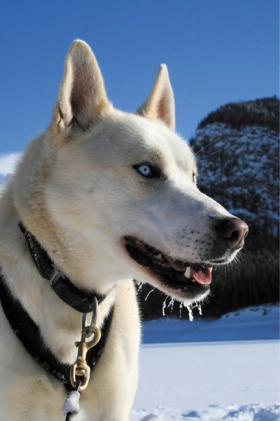 Pistachio is one of the six Snowy Owl dogs to start in a Suzuki Super Bowl commercial filmed in the Spray Valley.