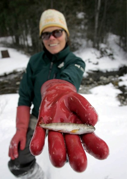 Julie Timmins with a non-native brook trout from Cascade Creek, below the Lake Minnewanka dam.