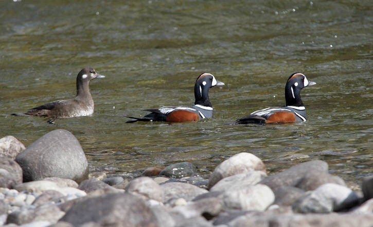 A pair of males and a female harlequin duck swim down the Bow River near Lake Louise.