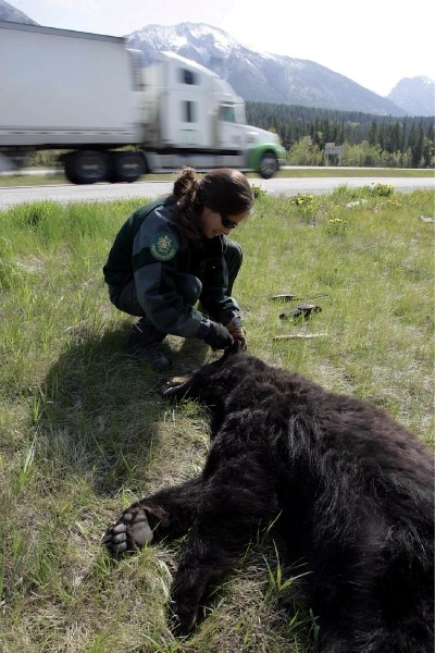 Conservation Officer Arian Spiteri notes the number from an ear tag after a black bear was struck and killed on the Trans-Canada Highway between Canmore and Harvie Heights