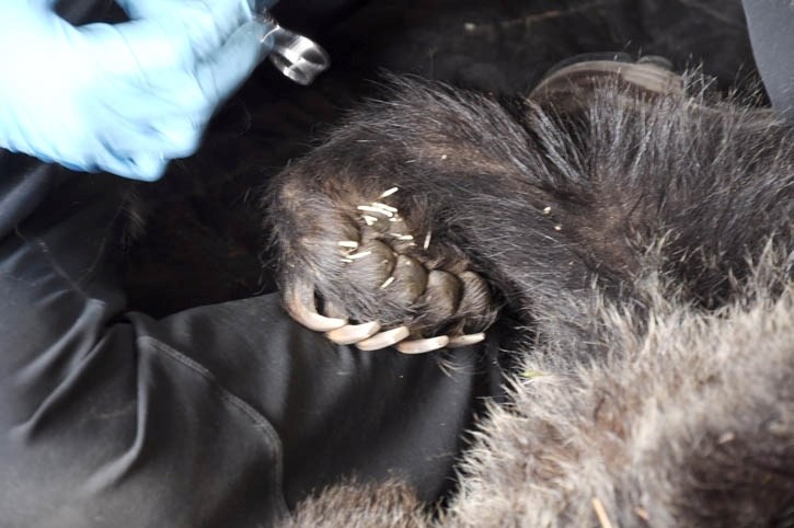 Parks staff remove porcupine quills from a bear’s paw.
