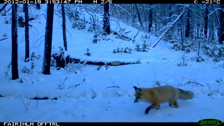 Remote cameras captured this image of a red fox.