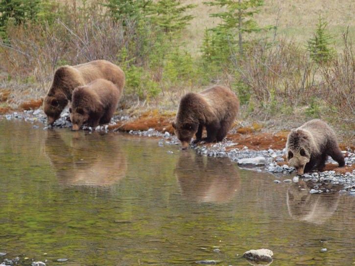 Bear 105 and her two cubs, relocated from the Bow Valley to the Hinto area, is now in Jasper.