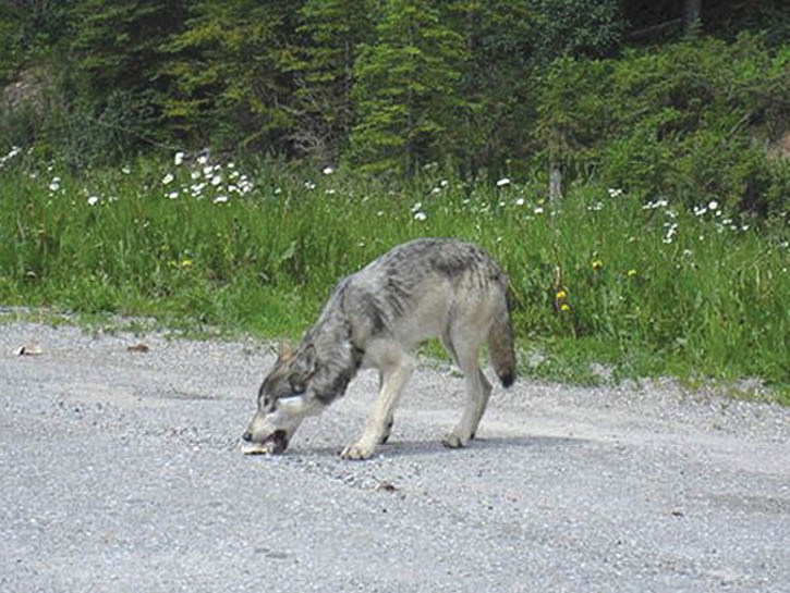 A wolf munches on a rice cake alongside Highway 93 South in Kootenay National Park on July 9.