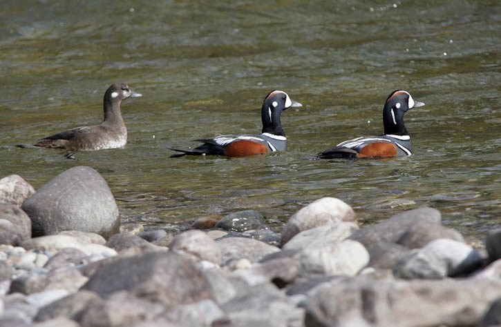 Harlequin ducks paddle on the Bow River near Lake Louise.