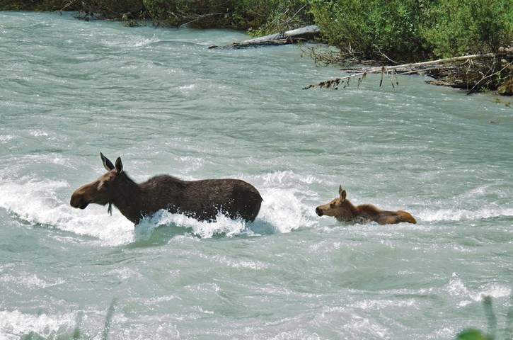 This moose and her calf braved a fast flowing river.
