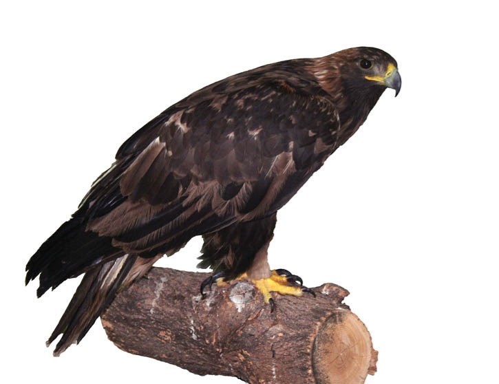 A recovering golden eagle is almost ready for release after being found near Exshaw with lead poisoning.