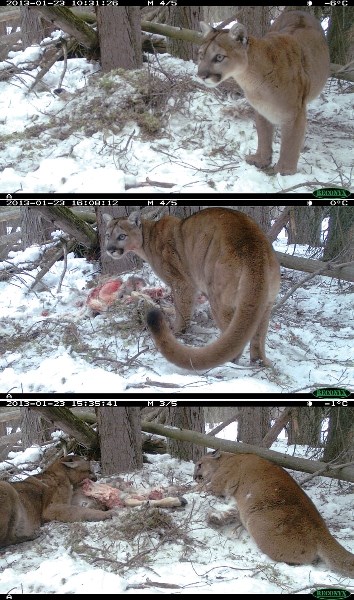 A cougar captured on a kill.