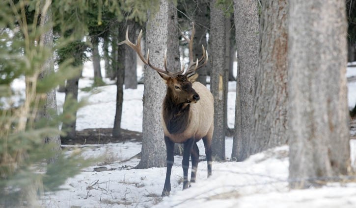 A bull elk cruises through woods adjacent to the Bow River in Banff Friday (Feb. 15).