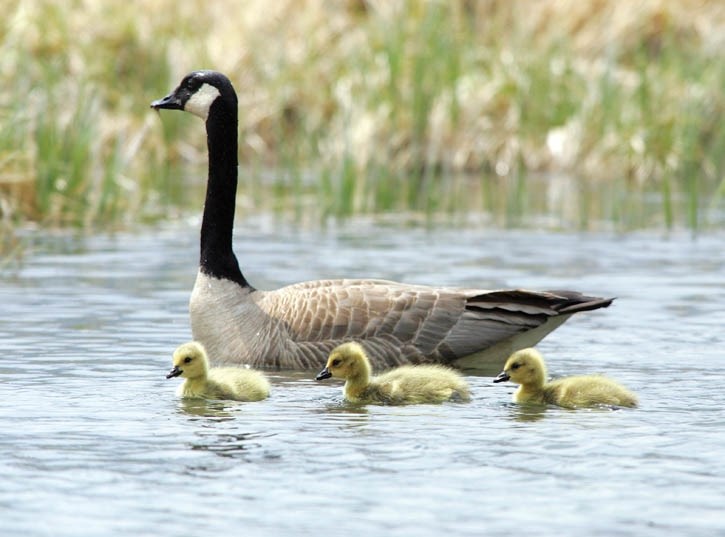 A Canada goose with its new goslings.