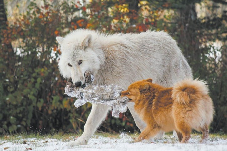 Nova the wolfdog plays tug of war with Duckie the Pomeranian at the Yamnuska Wolfdog Sanctuary.