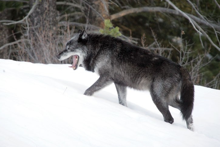 A wolf travels through snow along the Bow Valley Parkway.