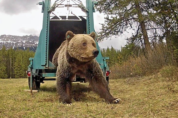 Bear 72, a 24-year-old resident bear of Lake Louise, is released after being fitted with a new GPS collar this spring.