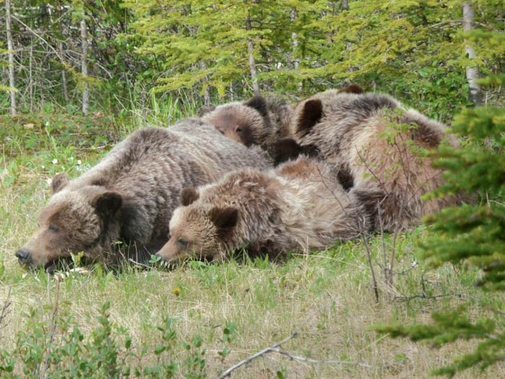 Grizzly bear 64 and her three offspring.