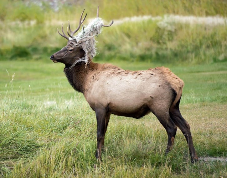 Discarded mesh netting is seen entangled in a bull elk’s antlers.