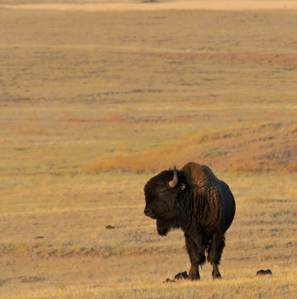A lone plains bison.