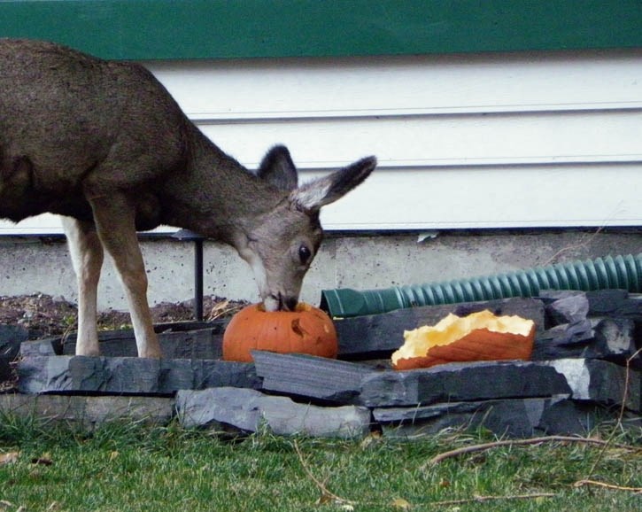 A deer is seen eating a discarded Jack-o’-lantern.