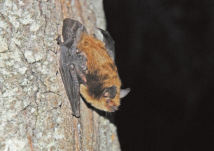 A little brown bat clings to a tree trunk. Adult little brown bats are typically 6-10 centimetres long and weigh 5-14 grams.