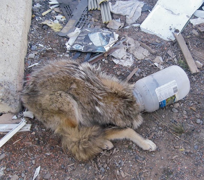 A coyote is seen with its head stuck in a large plastic container after licking out salad dressing.