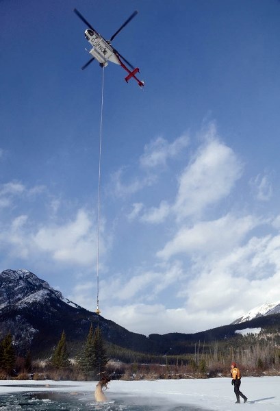 A helicopter is used to remove a dead bull elk from the Bow River.