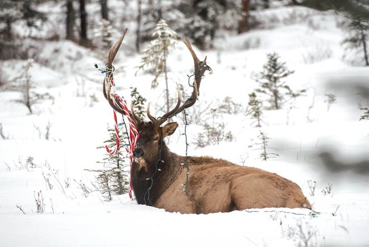 A bull elk tangled in Christmas lighting rests prior to intervention by Parks Canada.