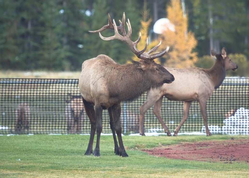 Bull Elk