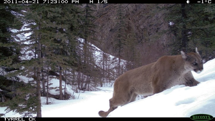 A cougar travels through deep snow in the Tyrrel Creek region of Banff National Park in spring 2011.