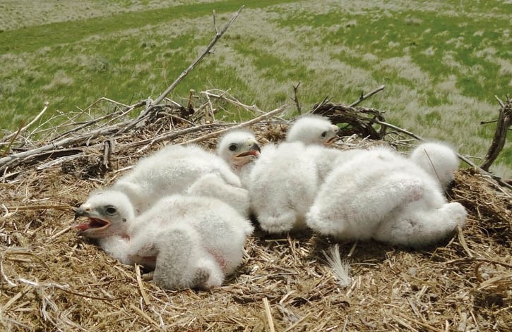 Ferruginous hawk chicks.