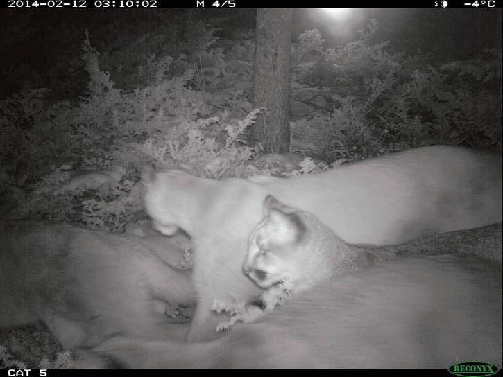 Cougars near a kill site in Wind Valley.