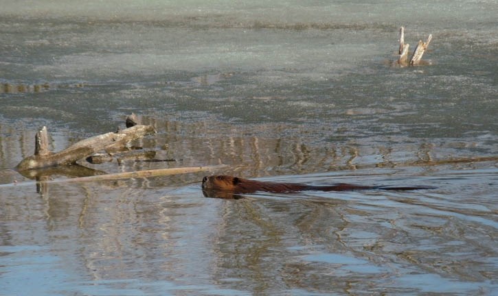 A beaver swims through open water in a melting pond.