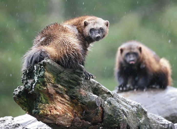 The wolverine population in the Rocky Mountain National Parks is likely “;relatively healthy, stable and of regional conservation importance,”according to researcher Tony