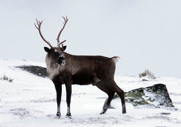 Caribou