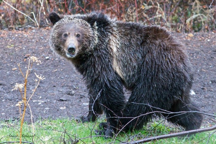 This young grizzly bear has been spotted close to the Banff townsite, even taking a stroll through the Middle Springs residential neighbourhood.